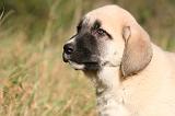 KANGAL 090